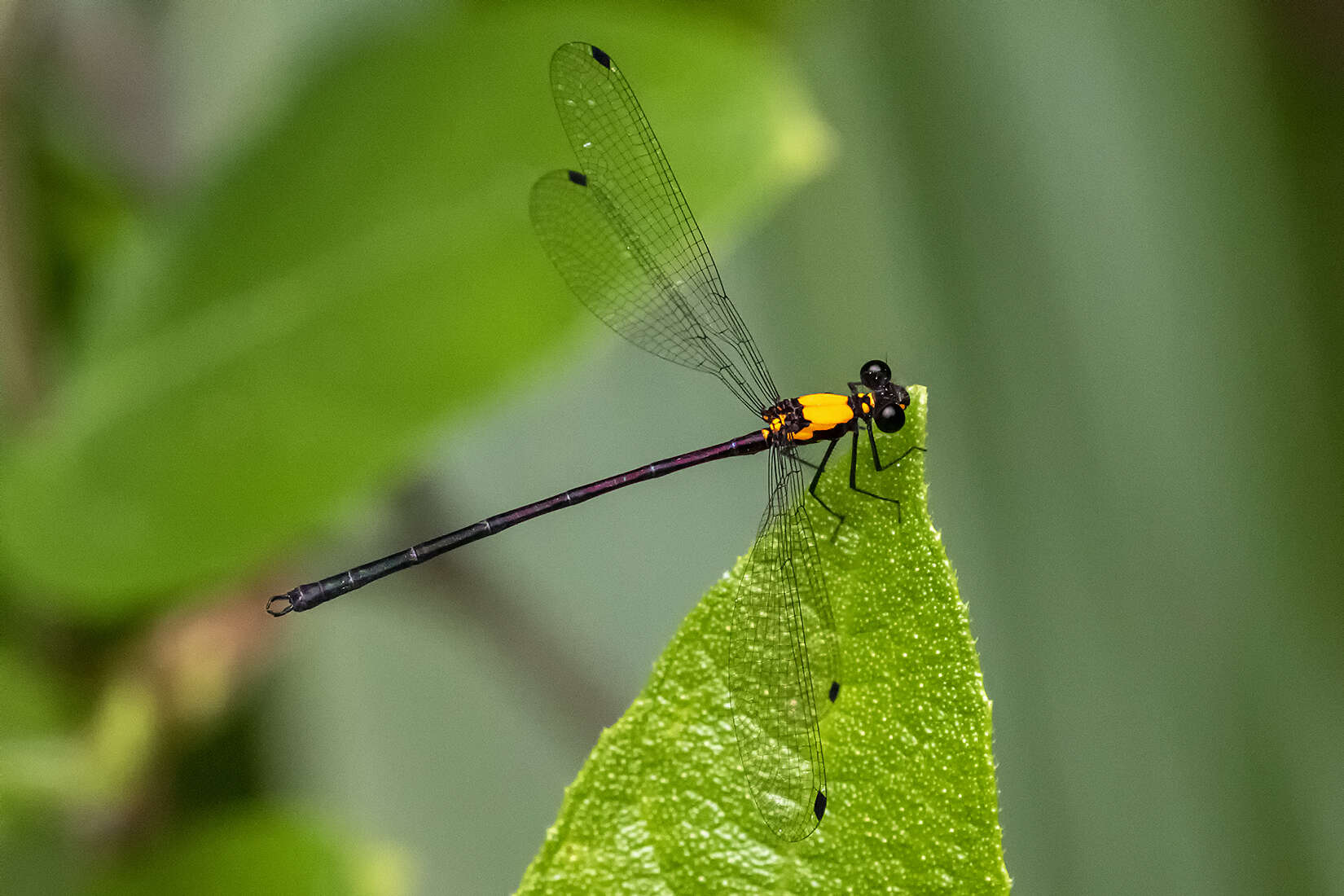 Image of Austroargiolestes chrysoides (Tillyard 1913)