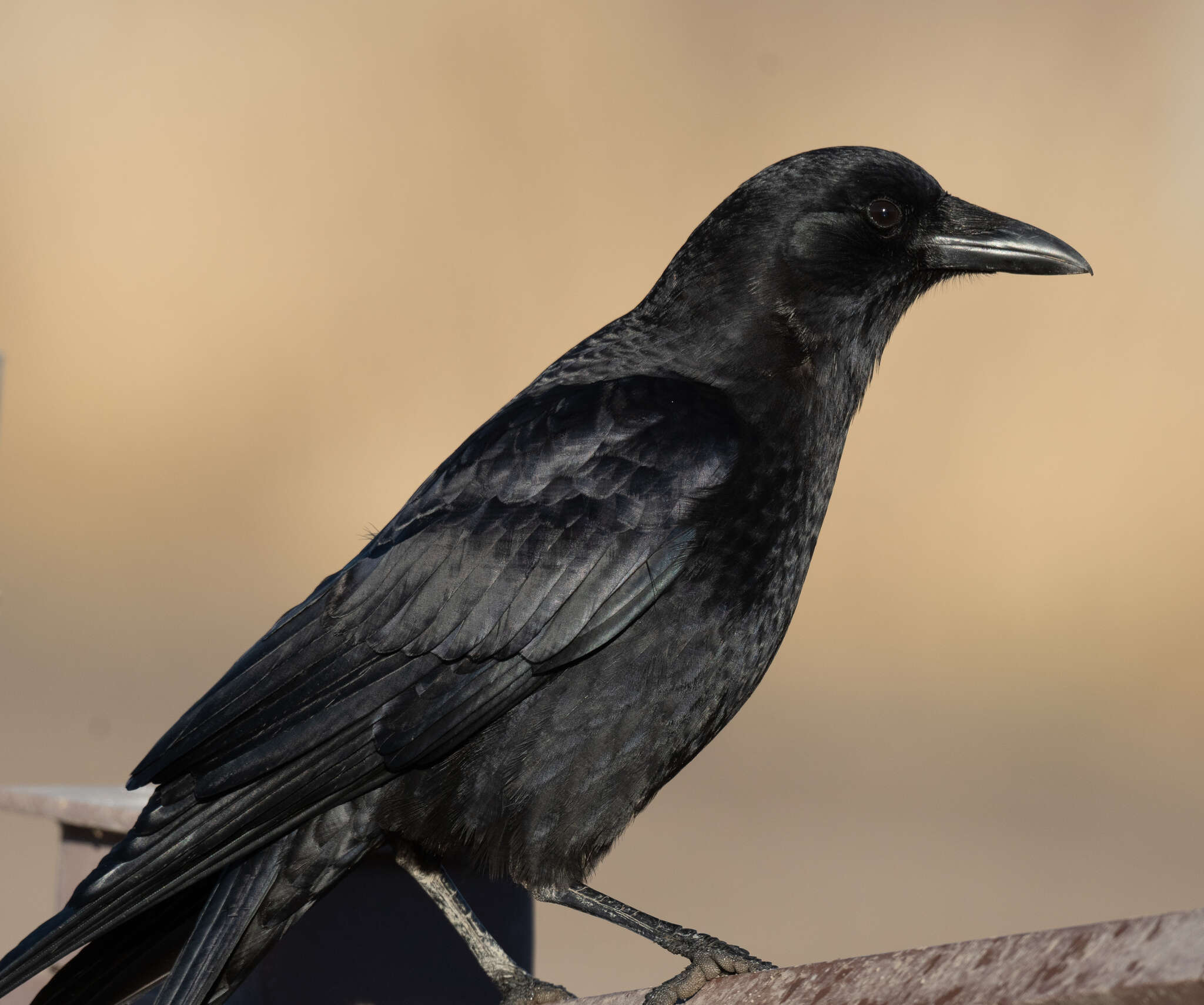 Image of Corvus brachyrhynchos hesperis Ridgway 1887