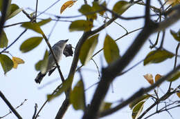 Image of Gray-collared Becard