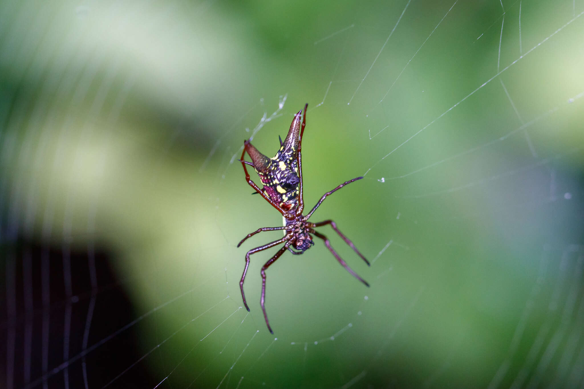 Image of Micrathena spinosa (Linnaeus 1758)