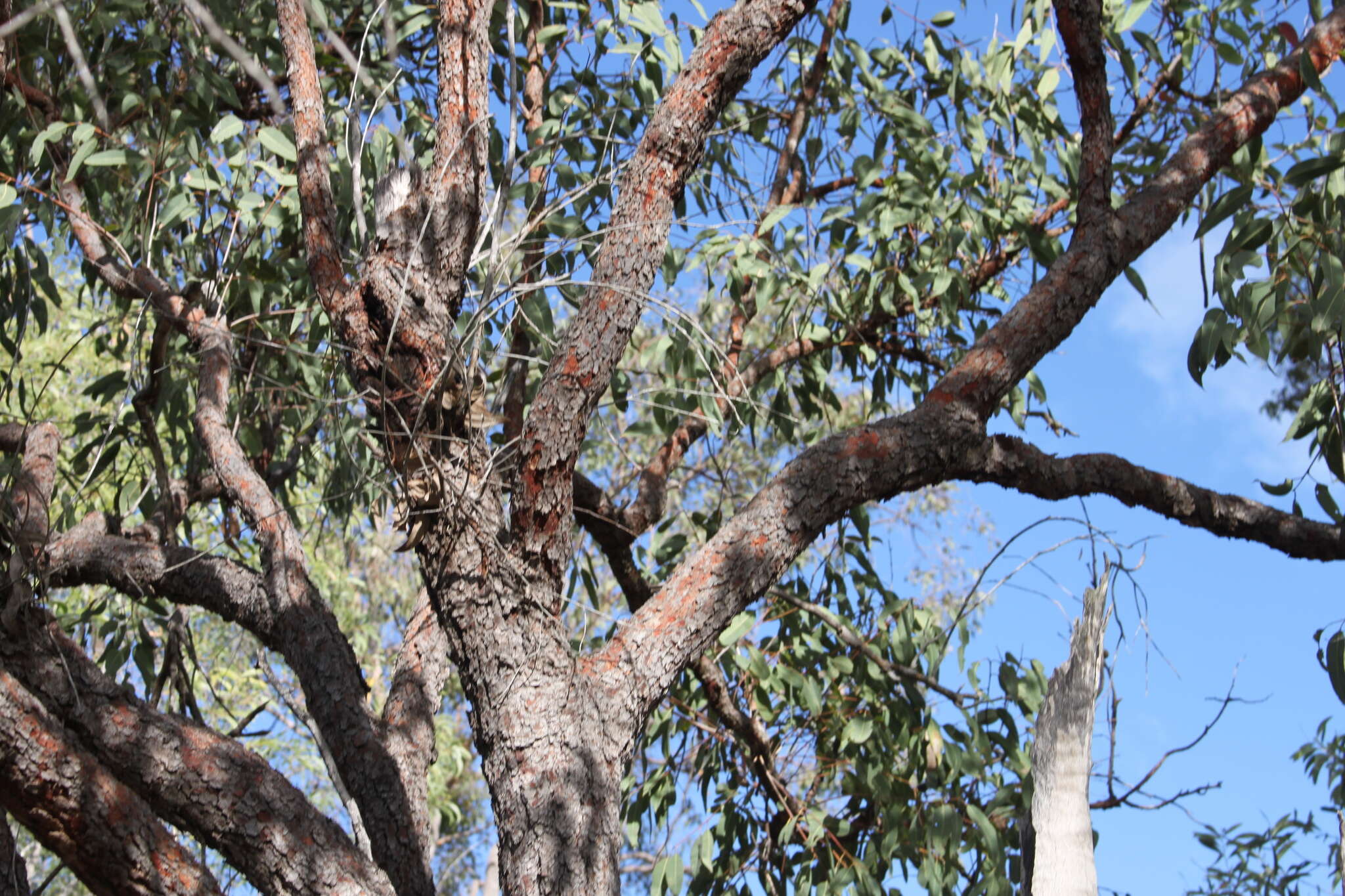 Слика од Corymbia erythrophloia (Blakely) K. D. Hill & L. A. S. Johnson