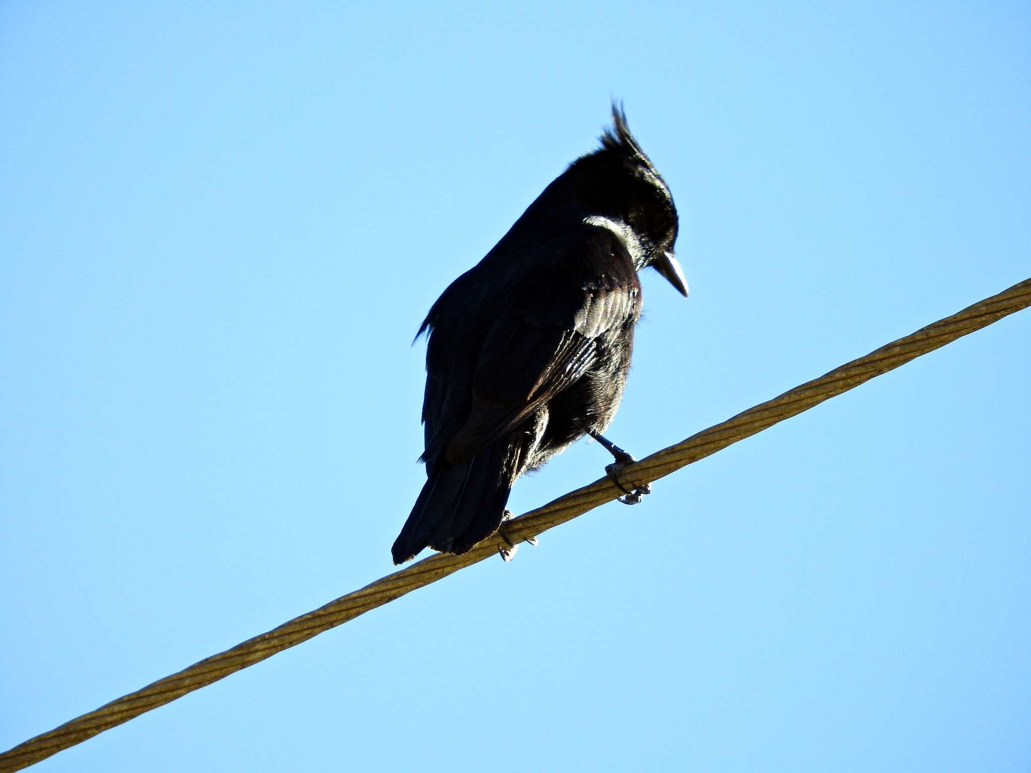 Image of Crested Black Tyrant