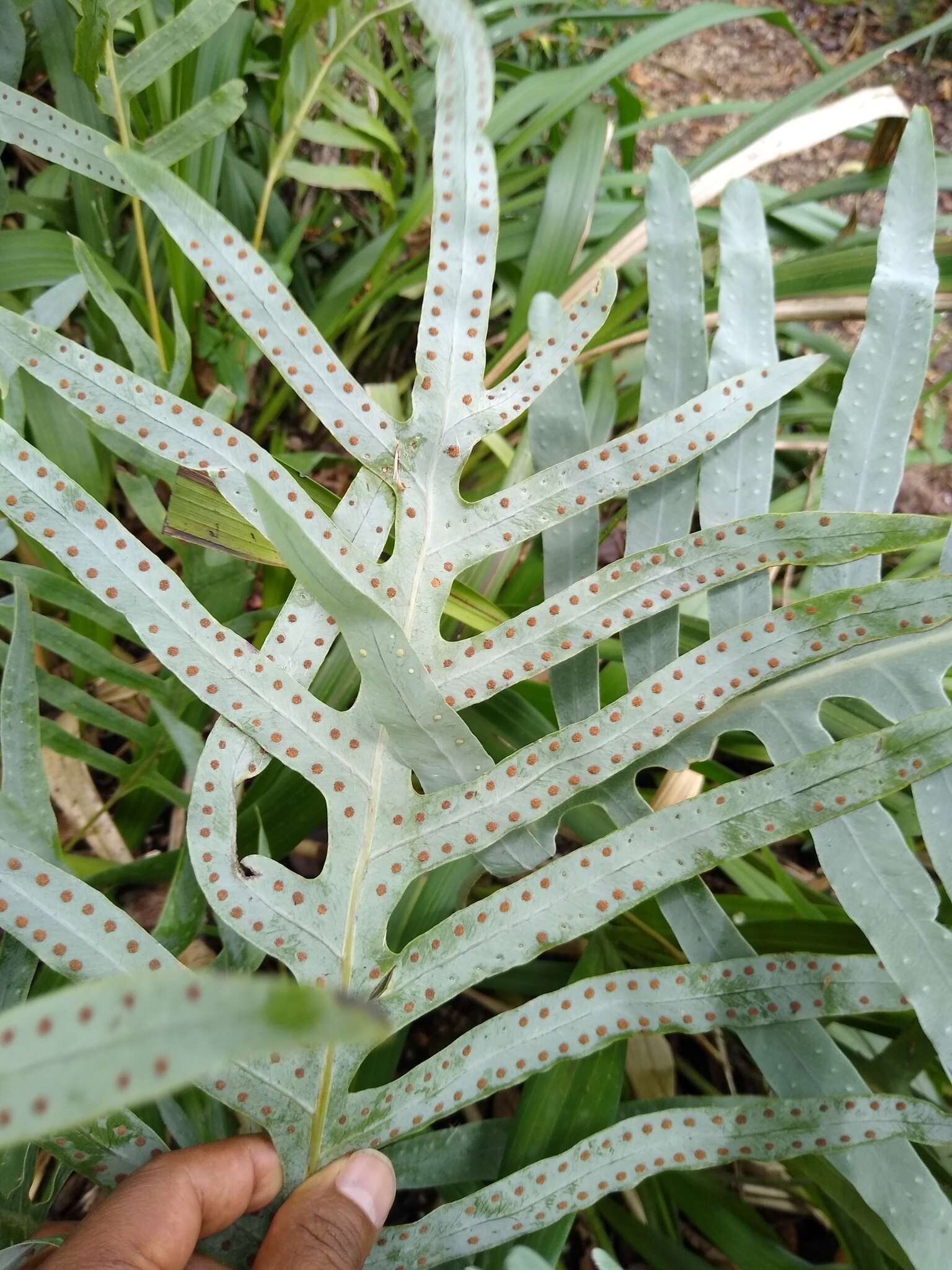 Image of false golden polypody