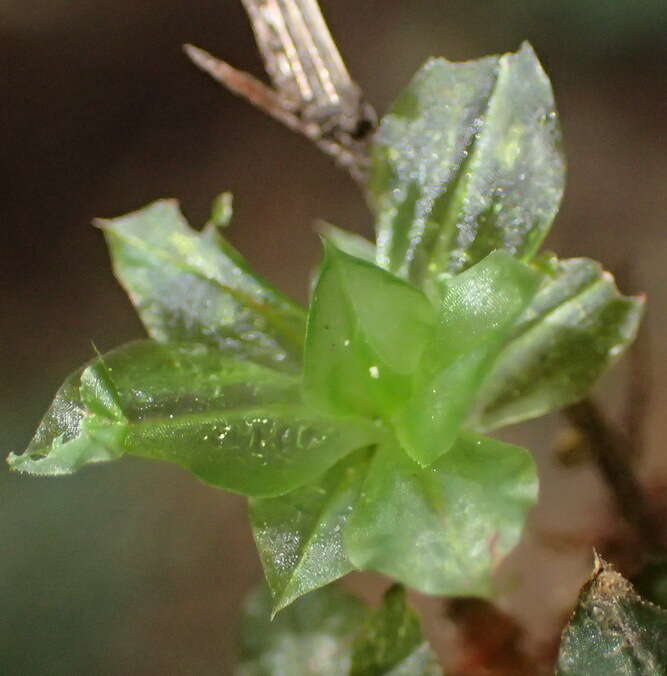 Image of Rhodobryum umbraculum W. P. Schimper ex Paris 1898