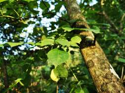 Image of Staphylea pringlei S. Wats.