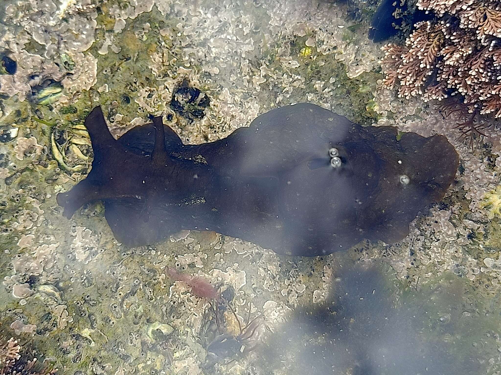 Image of spotted sea hare