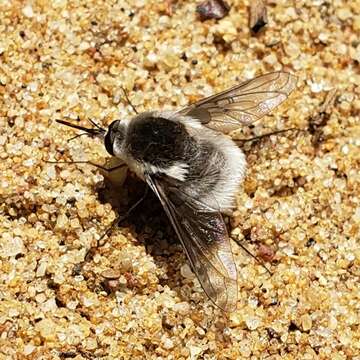 Image of Bombylius incanus Johnson 1907