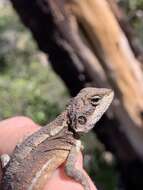 Image of Diporiphora phaeospinosa Edwards & Melville 2011