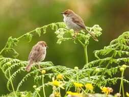 Image of Hunter's Cisticola