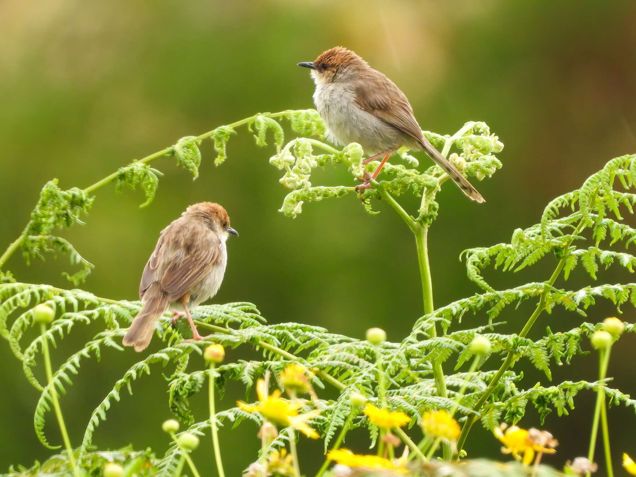 Image of Hunter's Cisticola