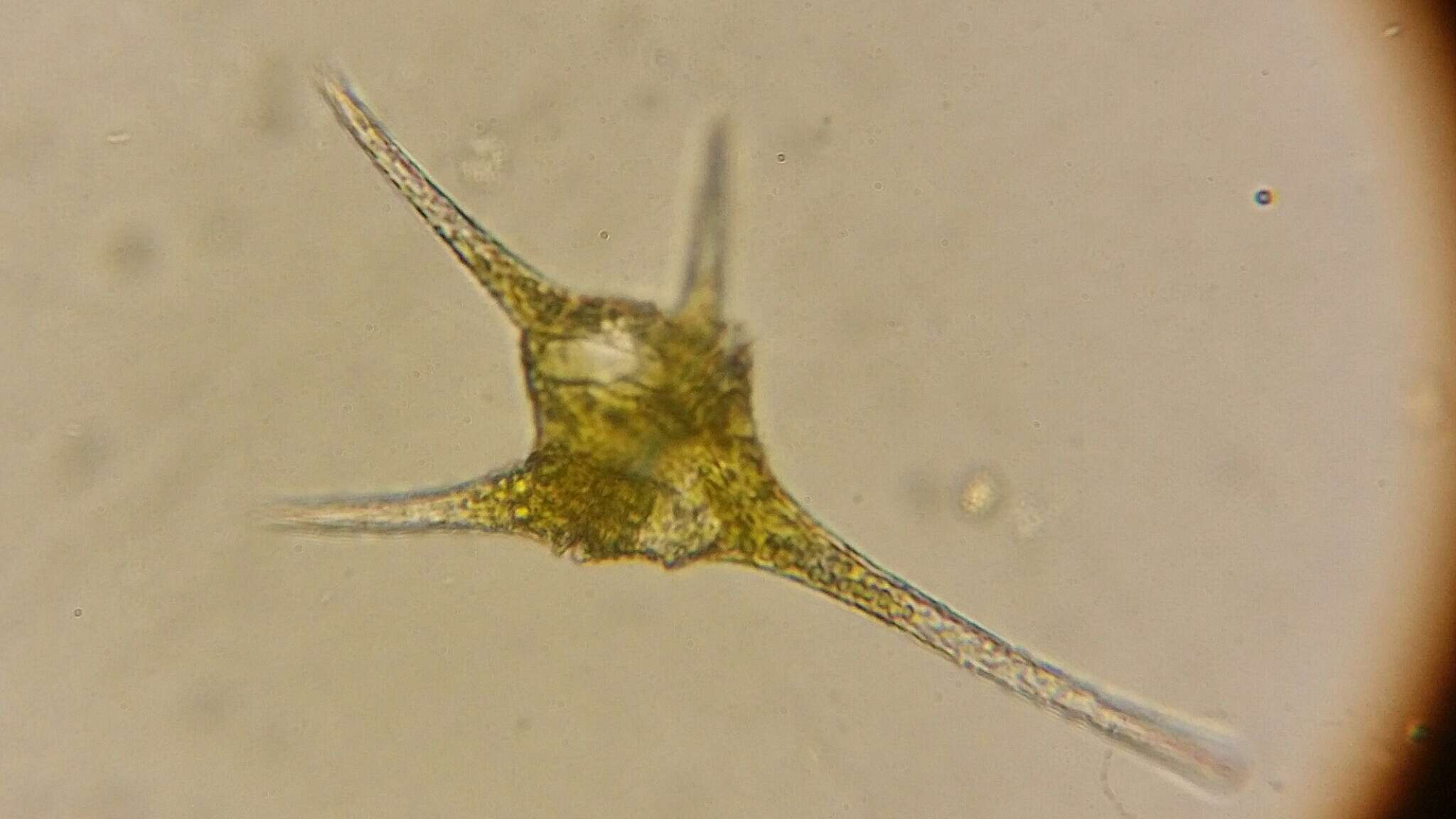 Image of Ceratium hirundinella