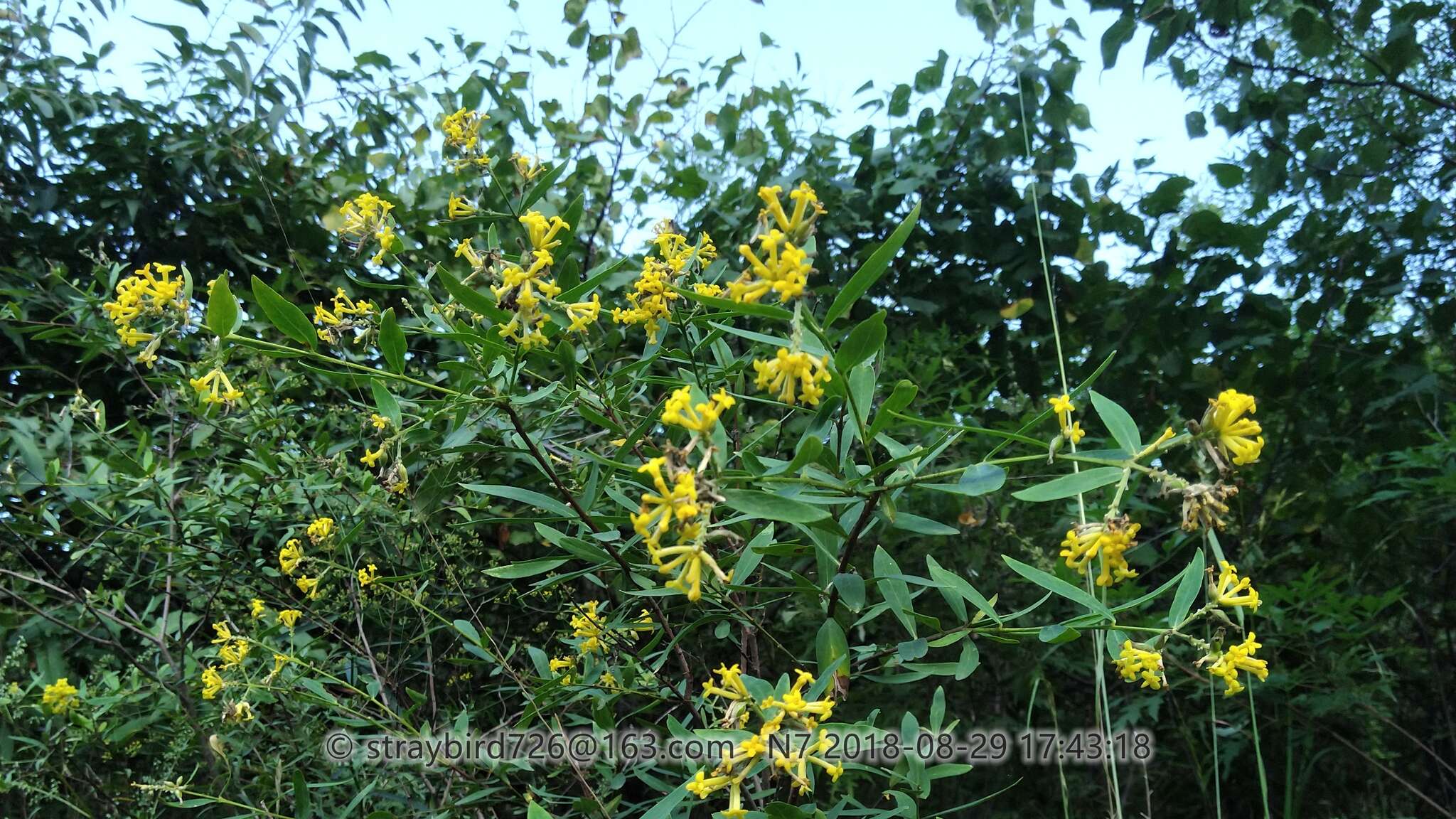 Image of Wikstroemia chamaedaphne (Bunge) Meisner