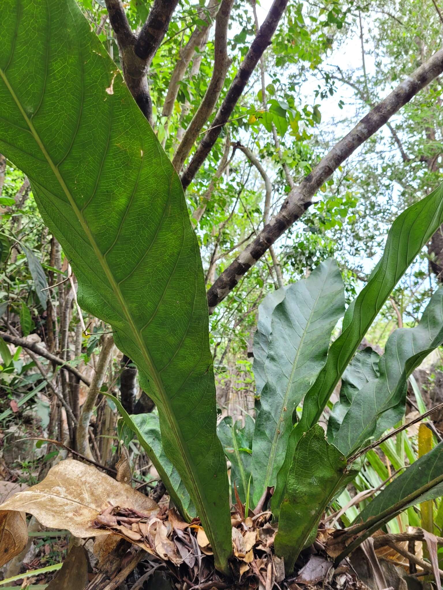 Image of Scalloped Laceleaf