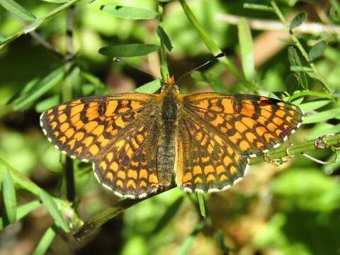 Plancia ëd <i>Melitaea deione</i>