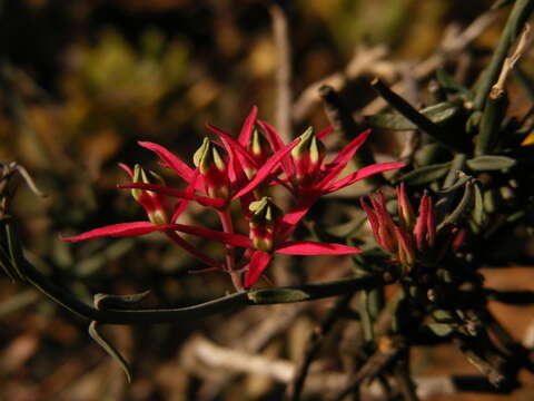 Image of Microloma calycinum E. Mey.