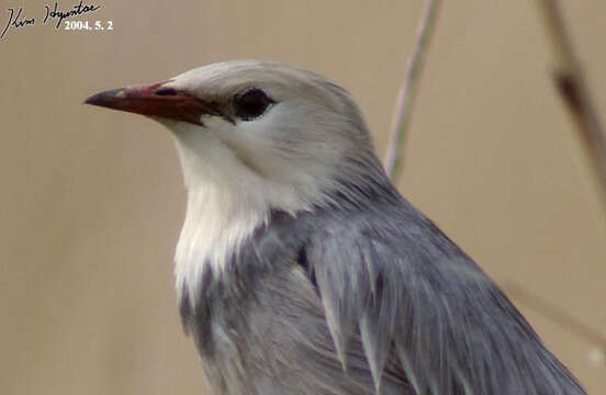 Image of Red-billed Starling