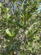 Imagem de Ilex opaca var. arenicola (Ashe) Ashe