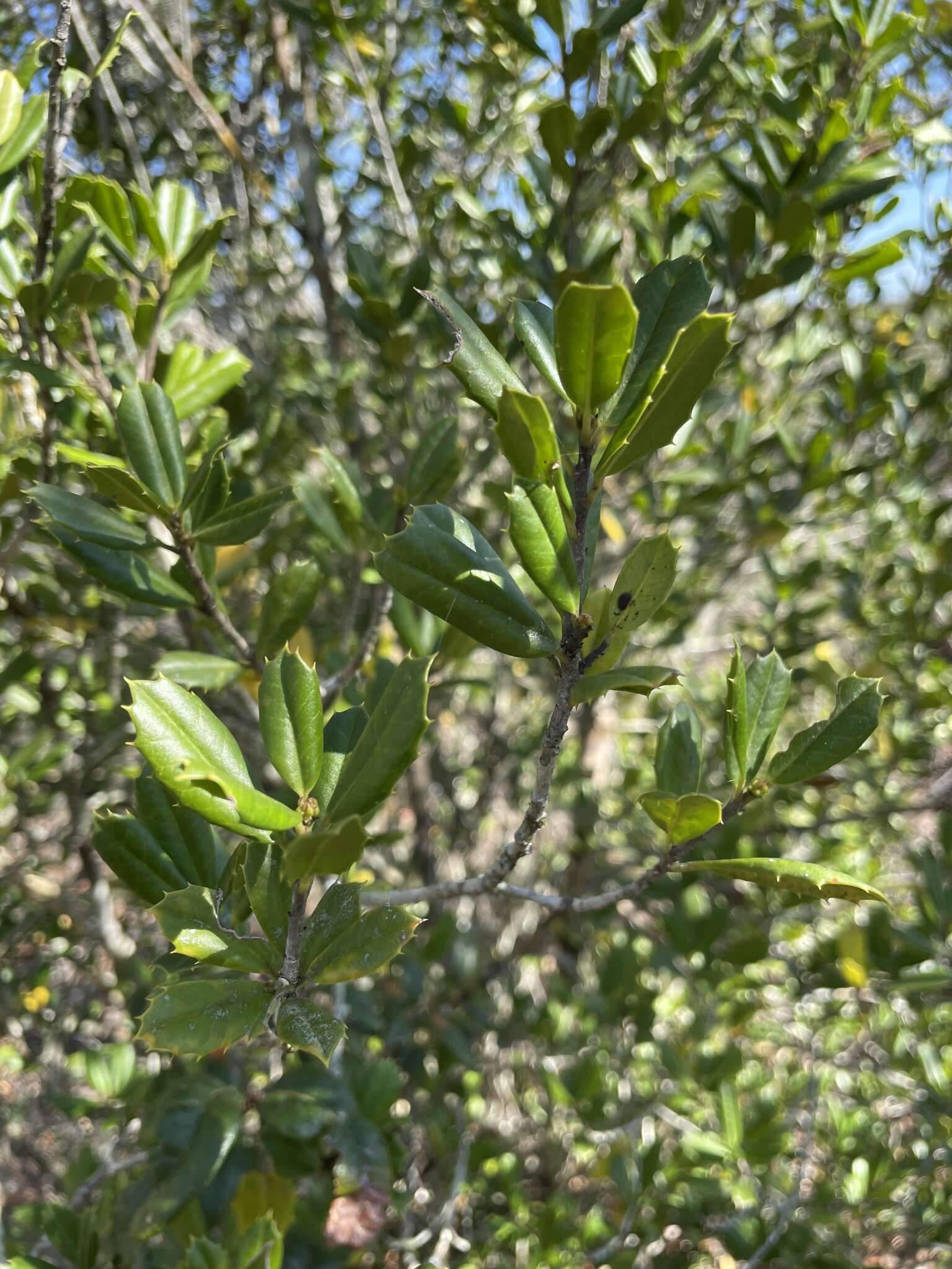 Imagem de Ilex opaca var. arenicola (Ashe) Ashe