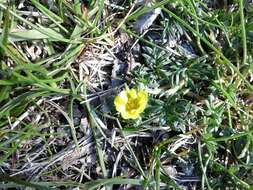 Image of Potentilla multifida L.