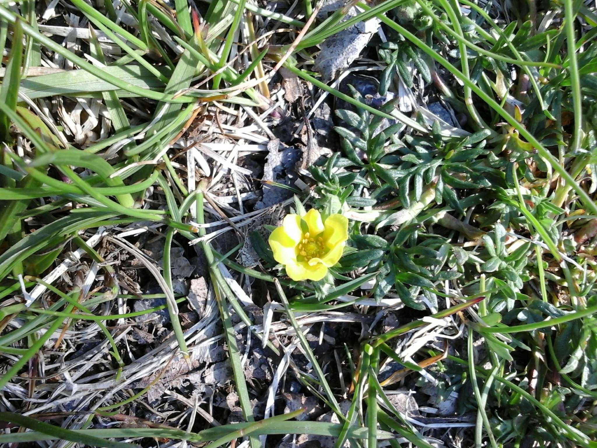 Image of Potentilla multifida L.