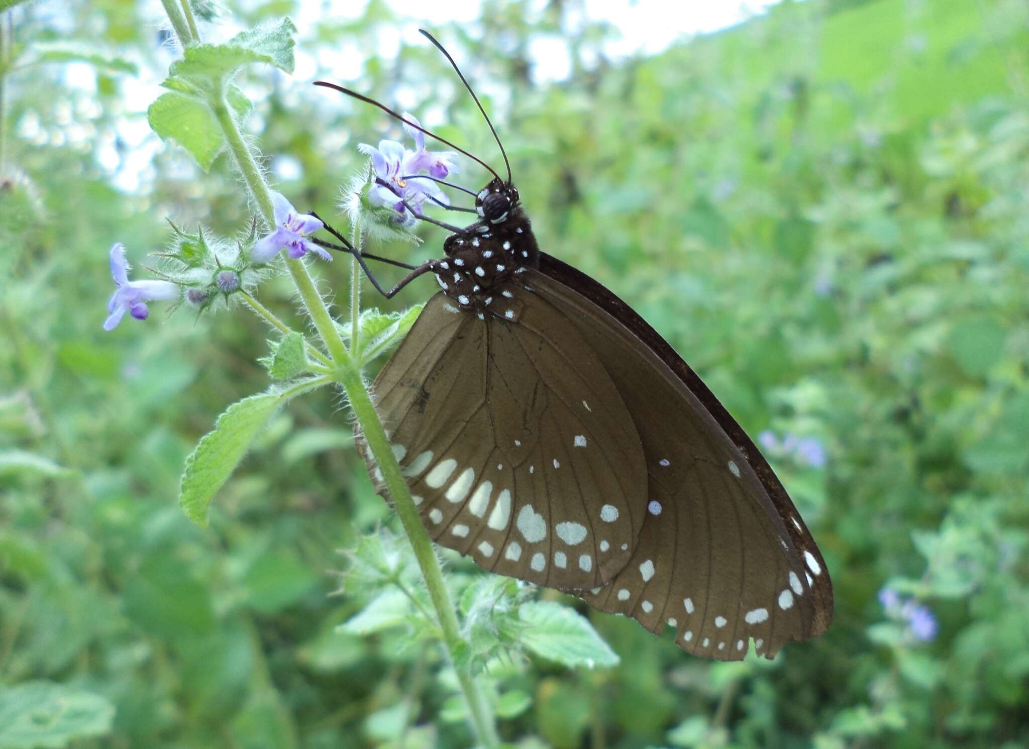 Image of Euploea core Cramer 1780