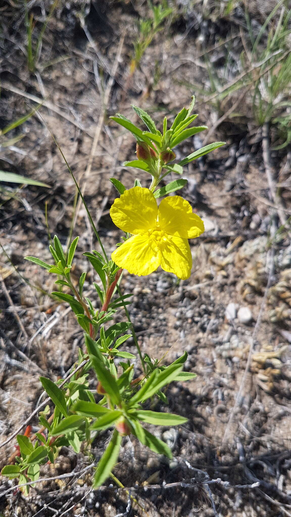 Oenothera serrulata Nutt. resmi