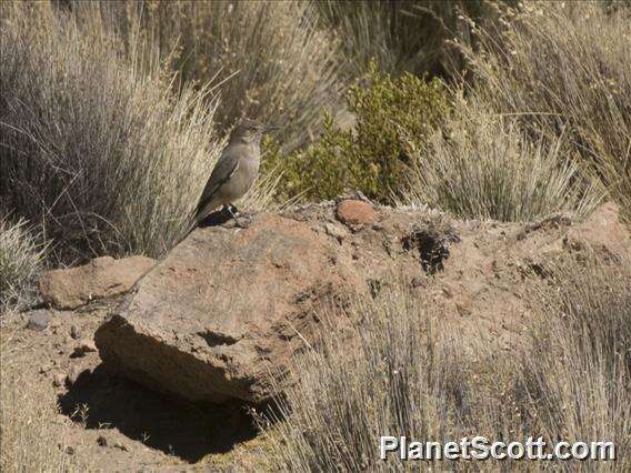 Image of Black-billed Shrike-Tyrant