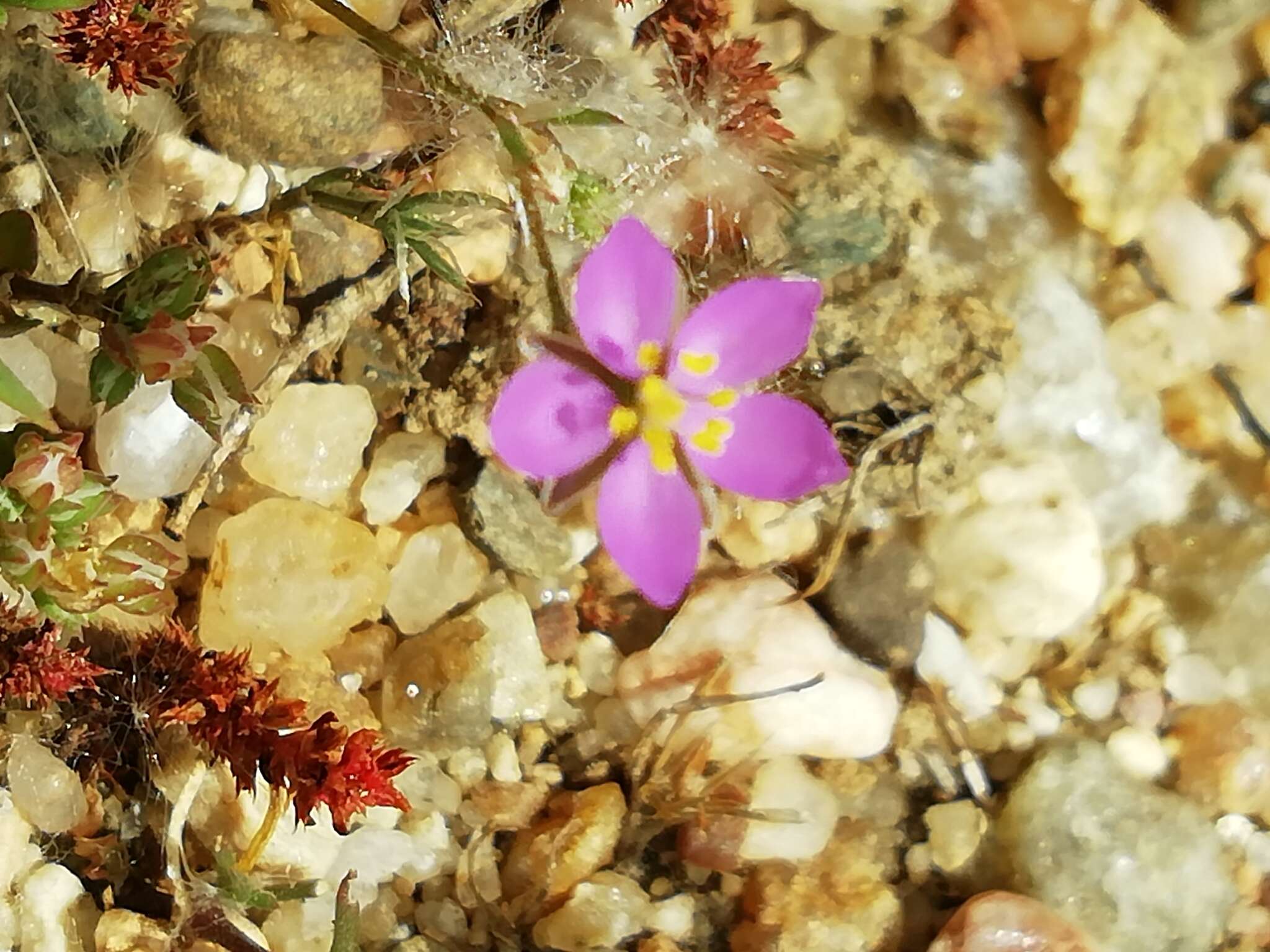 صورة Spergularia purpurea (Pers.) G. Don fil.