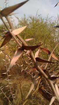 Image of Vachellia campeachiana (Mill.) Seigler & Ebinger