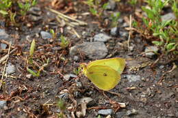 صورة Colias occidentalis Scudder 1862