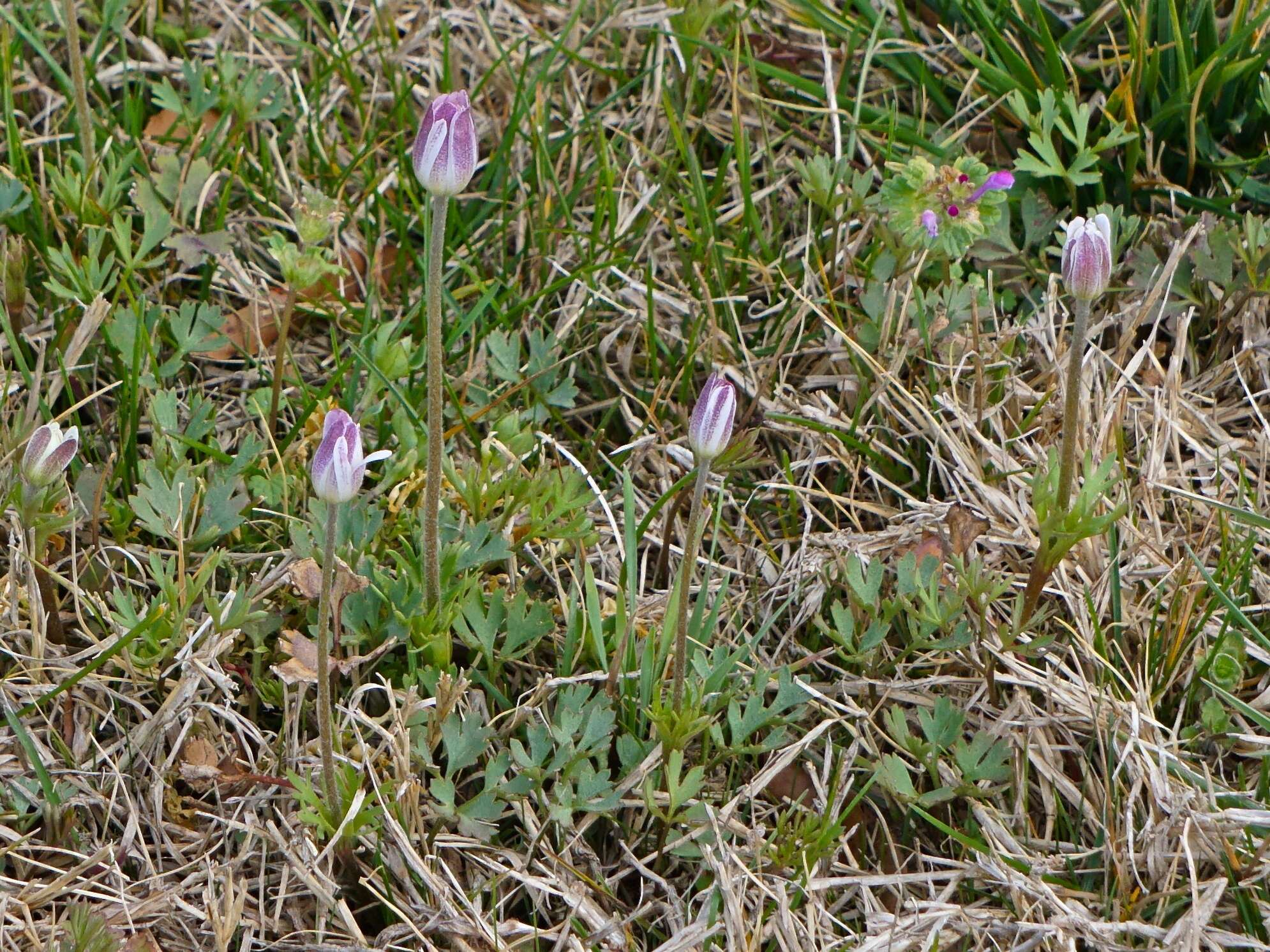 Image of Carolina anemone