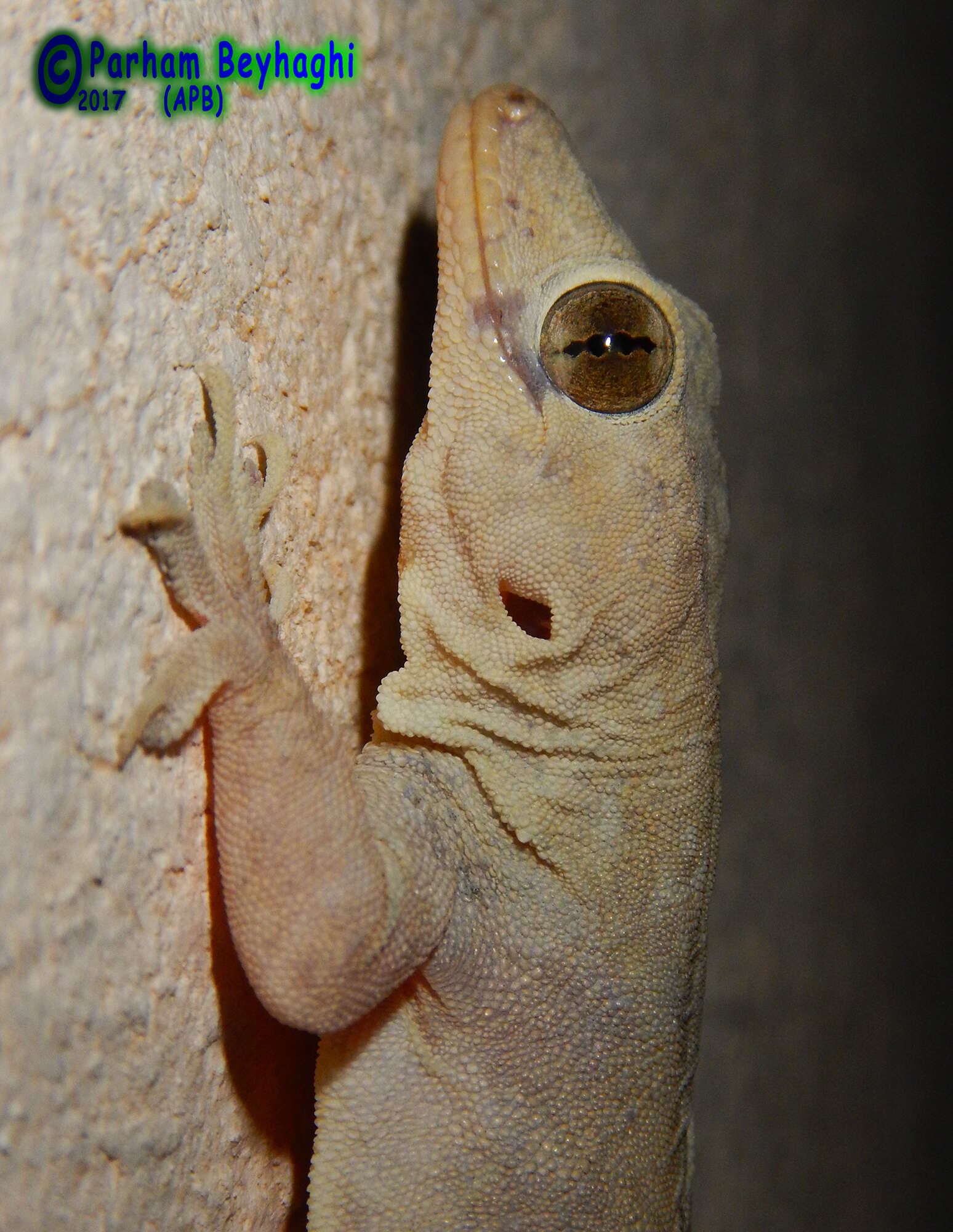 Слика од Hemidactylus flaviviridis Rüppell 1835