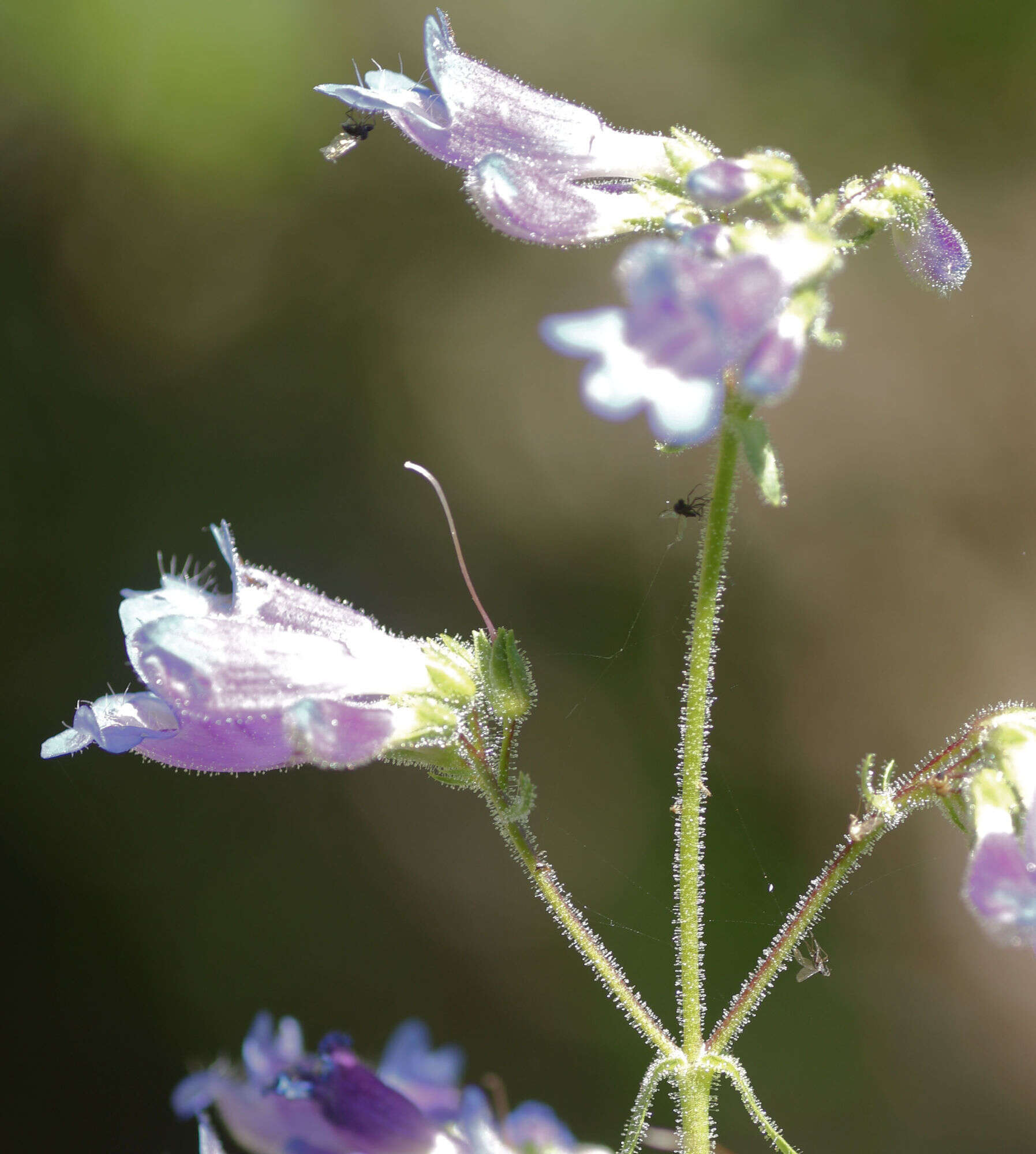 Plancia ëd Penstemon wilcoxii Rydb.