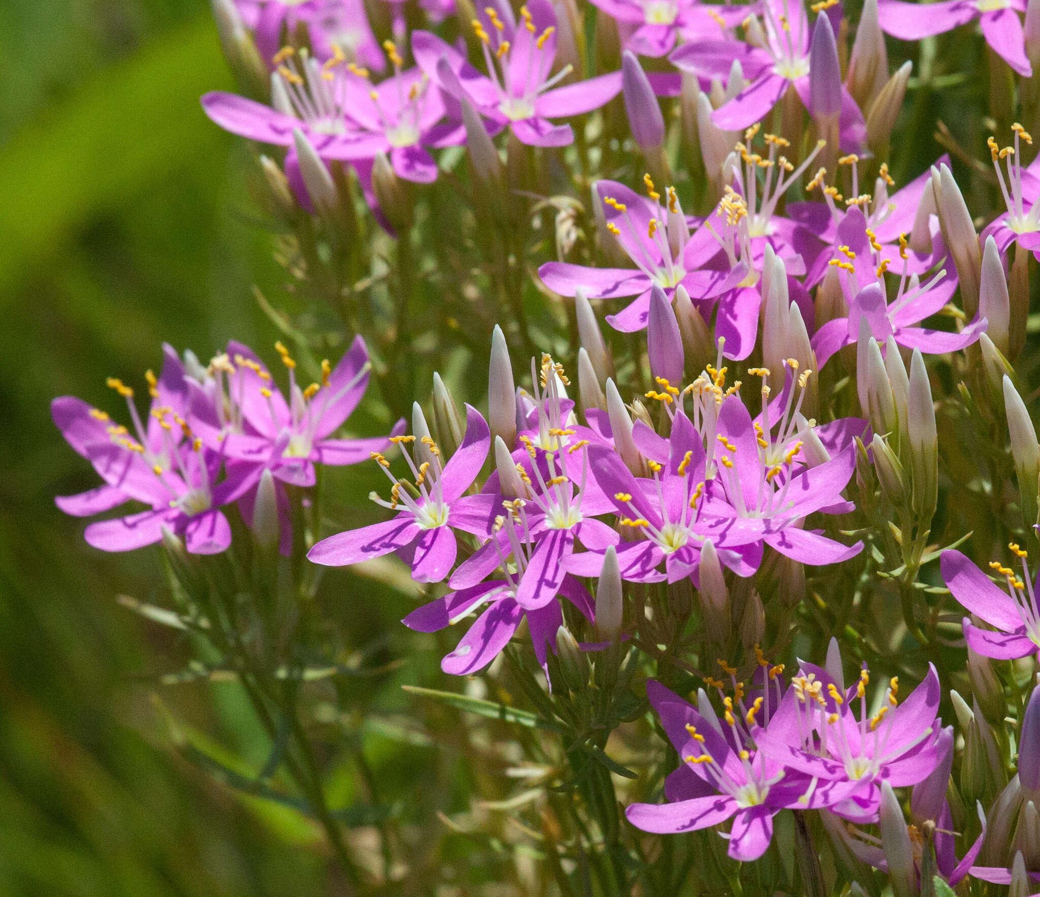 Image of Quinineweed