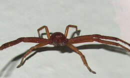 Image of Deadly Ground Crab Spider