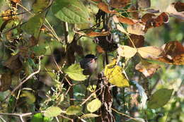 Image of Pyrrhula pyrrhula griseiventris Lafresnaye 1841