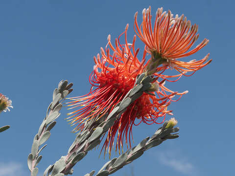 Image of Rocket pincushion