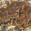 Image of Hemiasterella complicata Topsent 1919