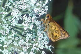 Image of Potanthus flava Murray 1875