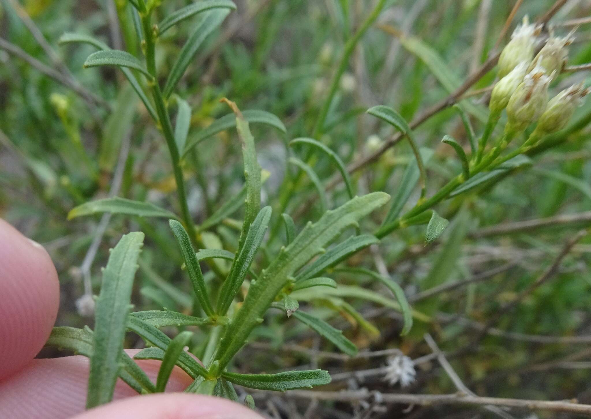 Image of Arizona baccharis