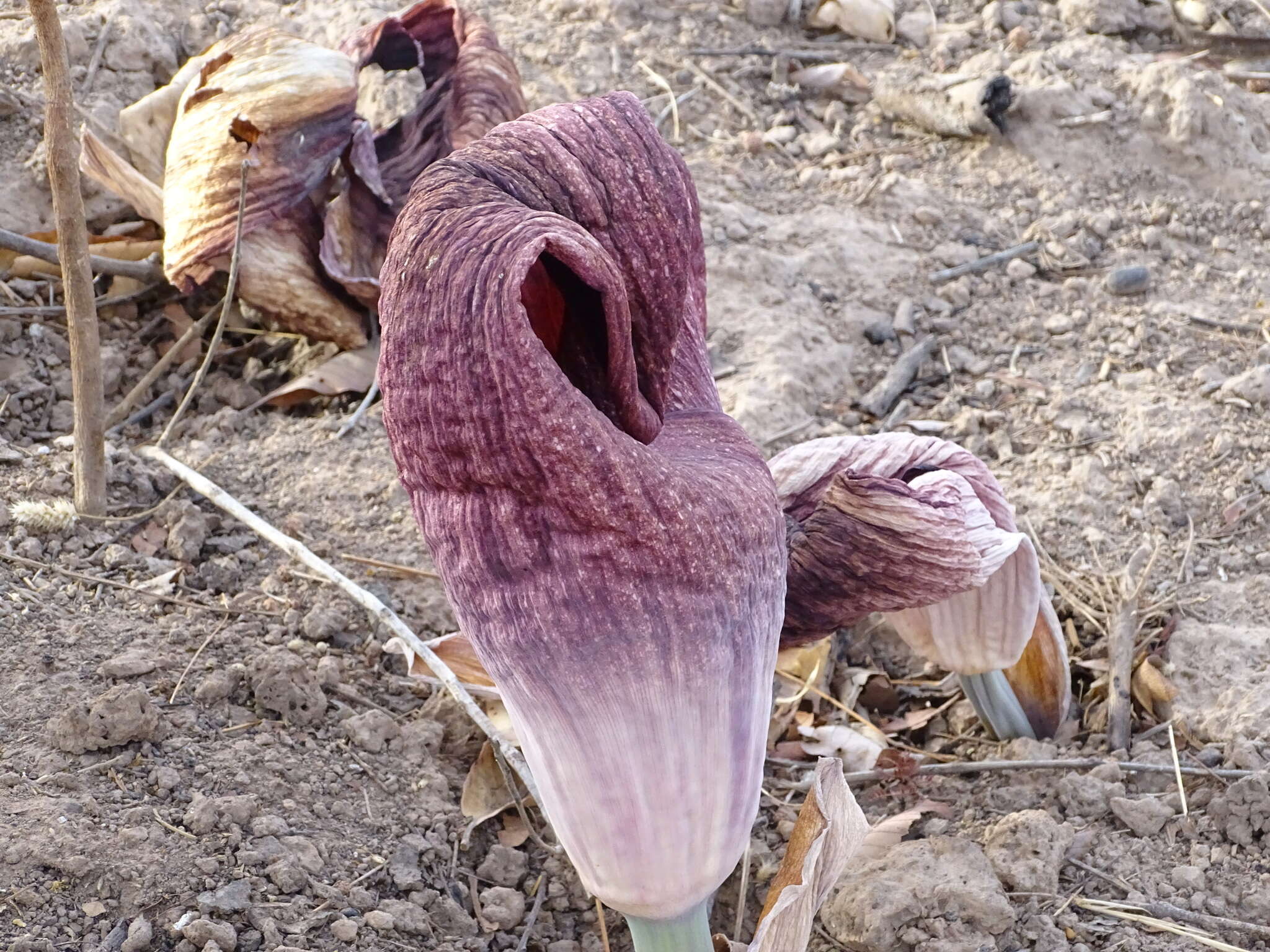 Image of Amorphophallus dracontioides (Engl.) N. E. Br.