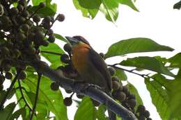 Image of Scarlet-crowned Barbet