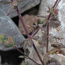 Image of Galium monachinii Boiss. & Heldr.