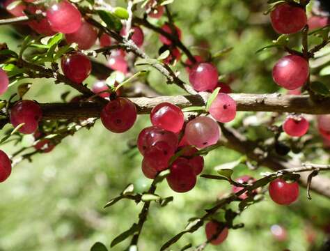 صورة Coprosma dumosa (Cheeseman) G. T. Jane