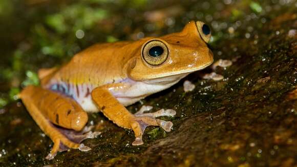 Image of Atlantic Forest Treefrog