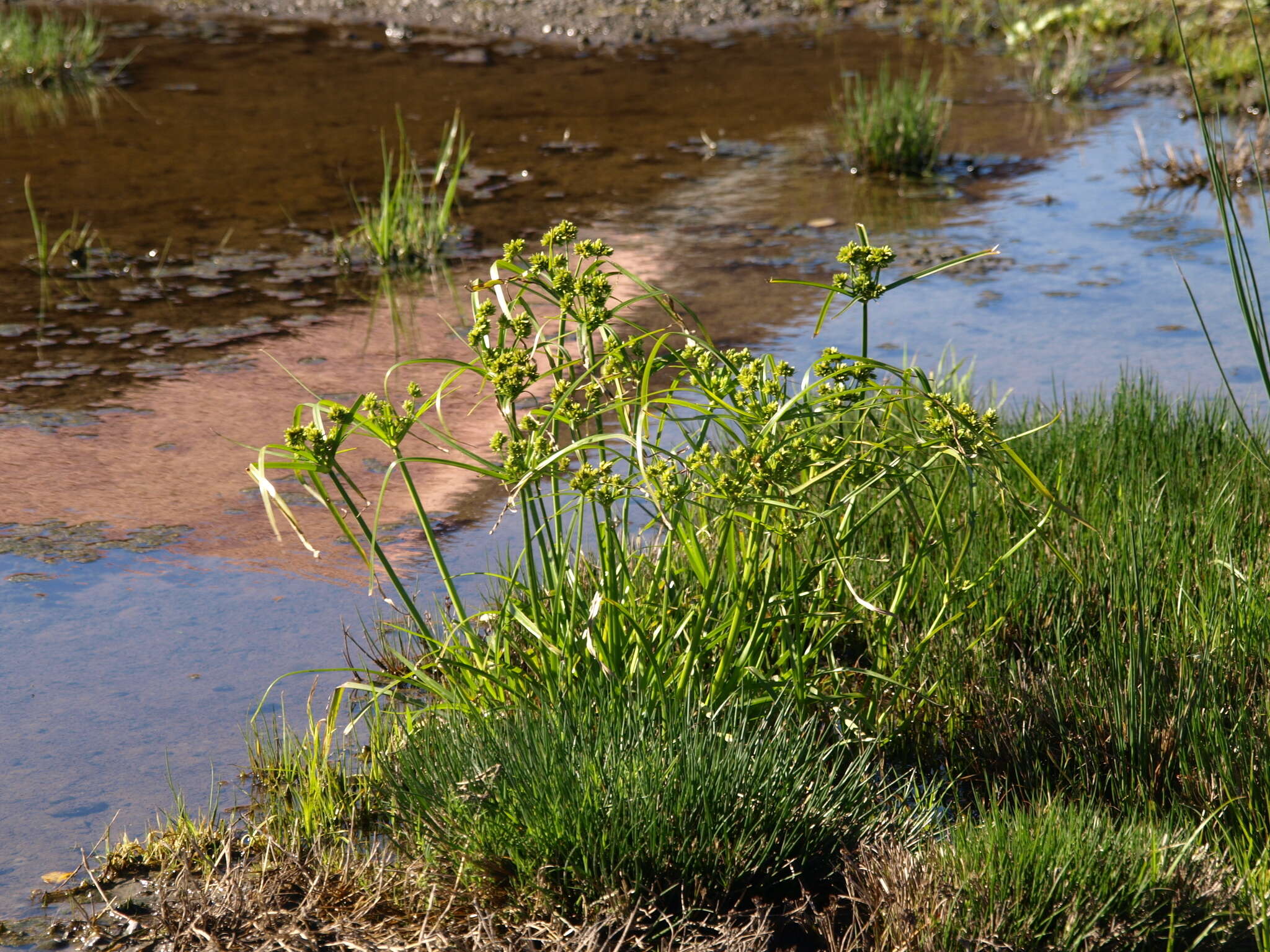 Image of Tall flatsedge