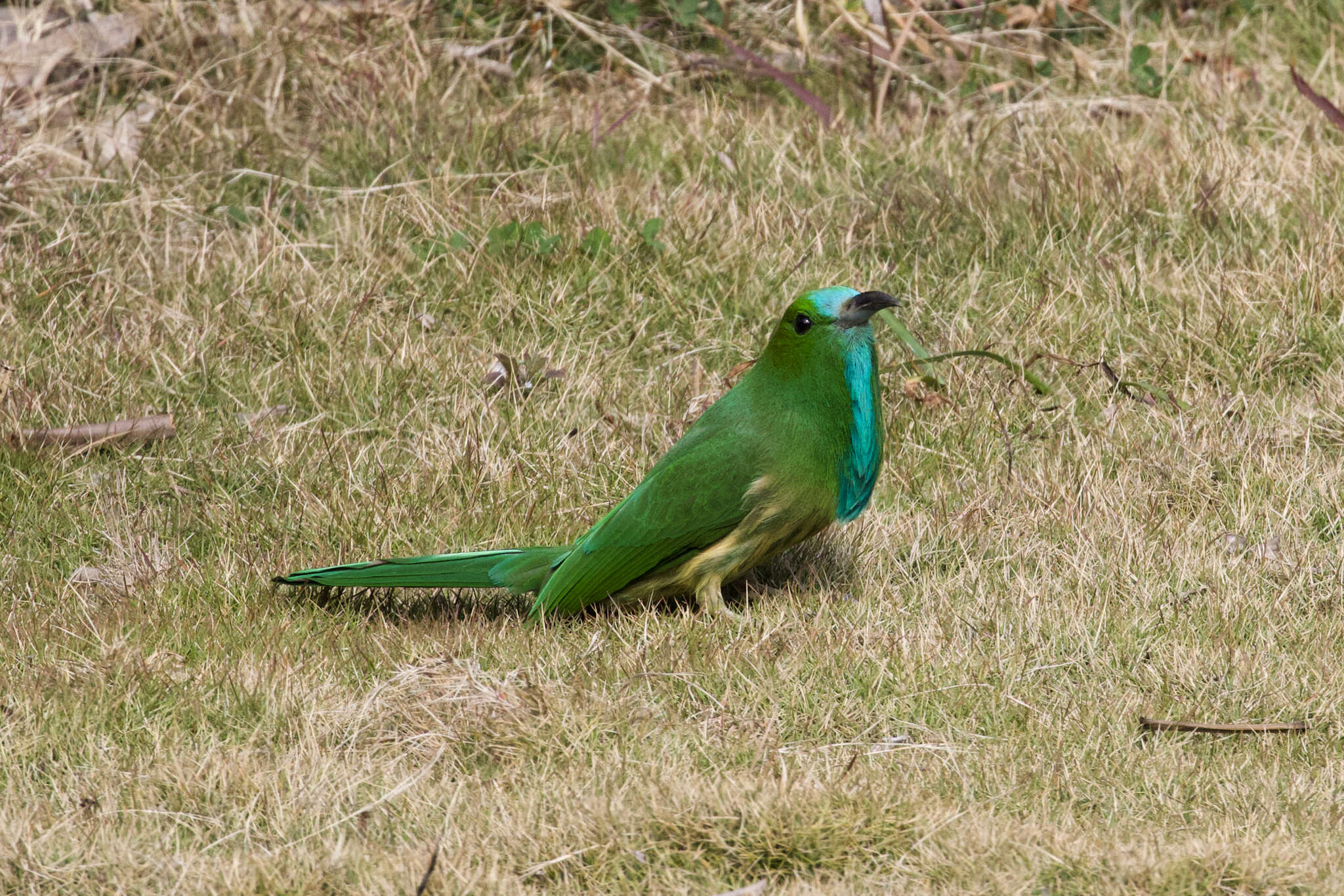 Image of Bearded Bee-eaters