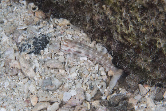 Image of Eyebar goby