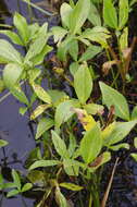 Image of bogbean