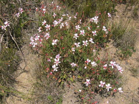 Image of Pelargonium ovale (Burm. fil.) L'Her.